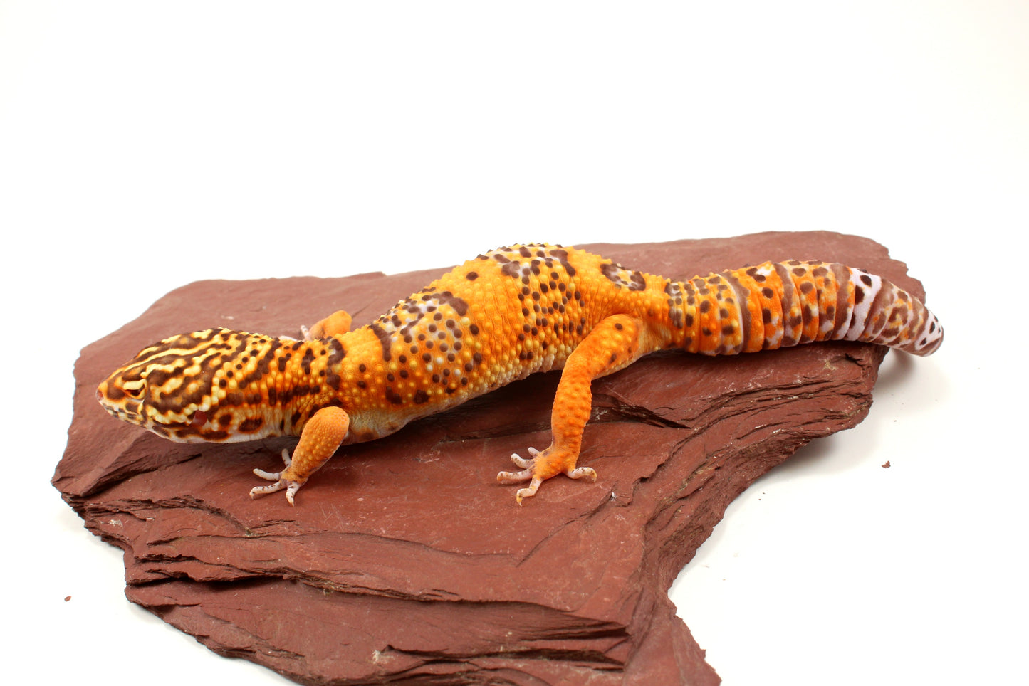 Blood Bell Sunglow Leopard Gecko
