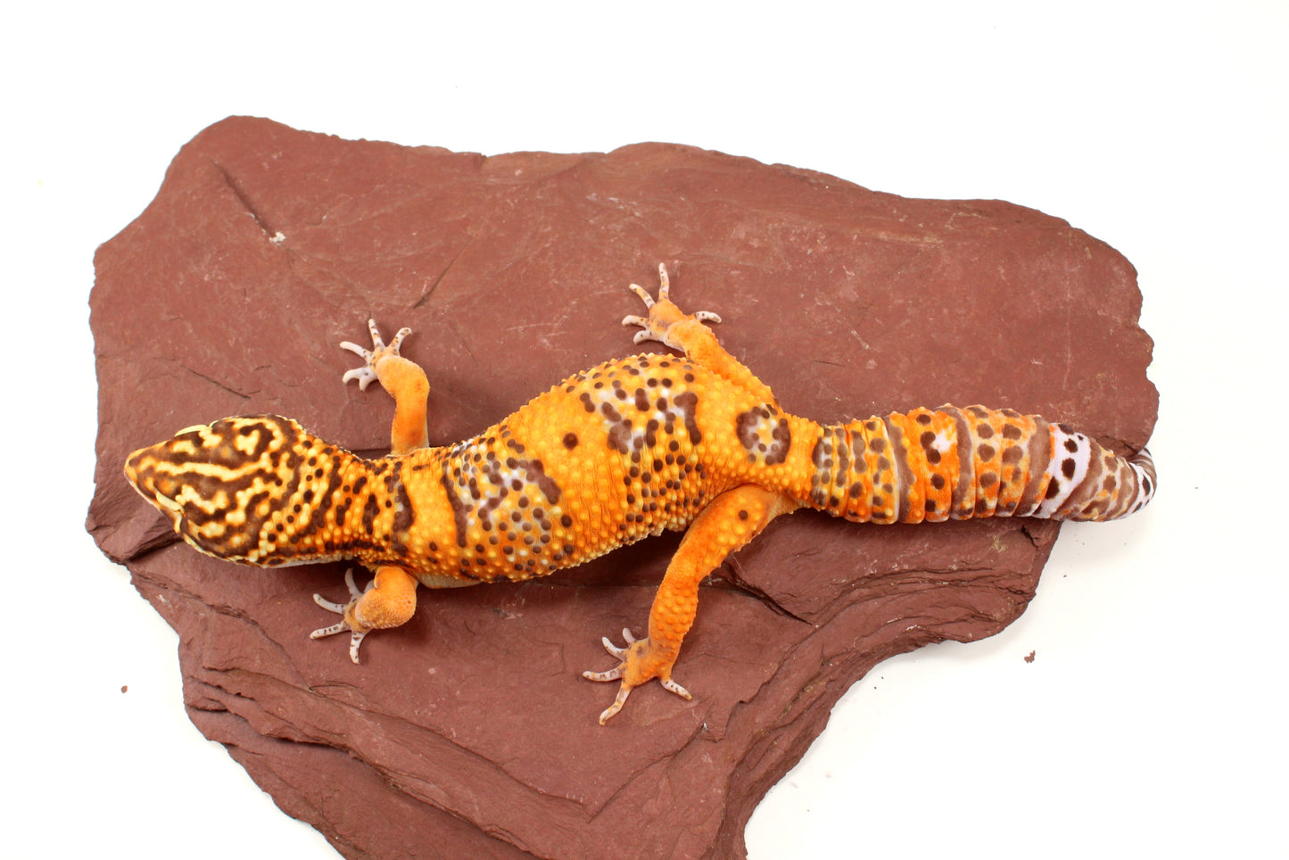 Blood Bell Sunglow Leopard Gecko
