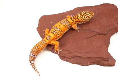Blood Bell Sunglow Leopard Gecko