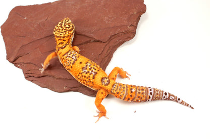 Blood Bell Sunglow Leopard Gecko