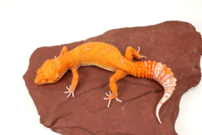 Blood Bell Sunglow Leopard Gecko