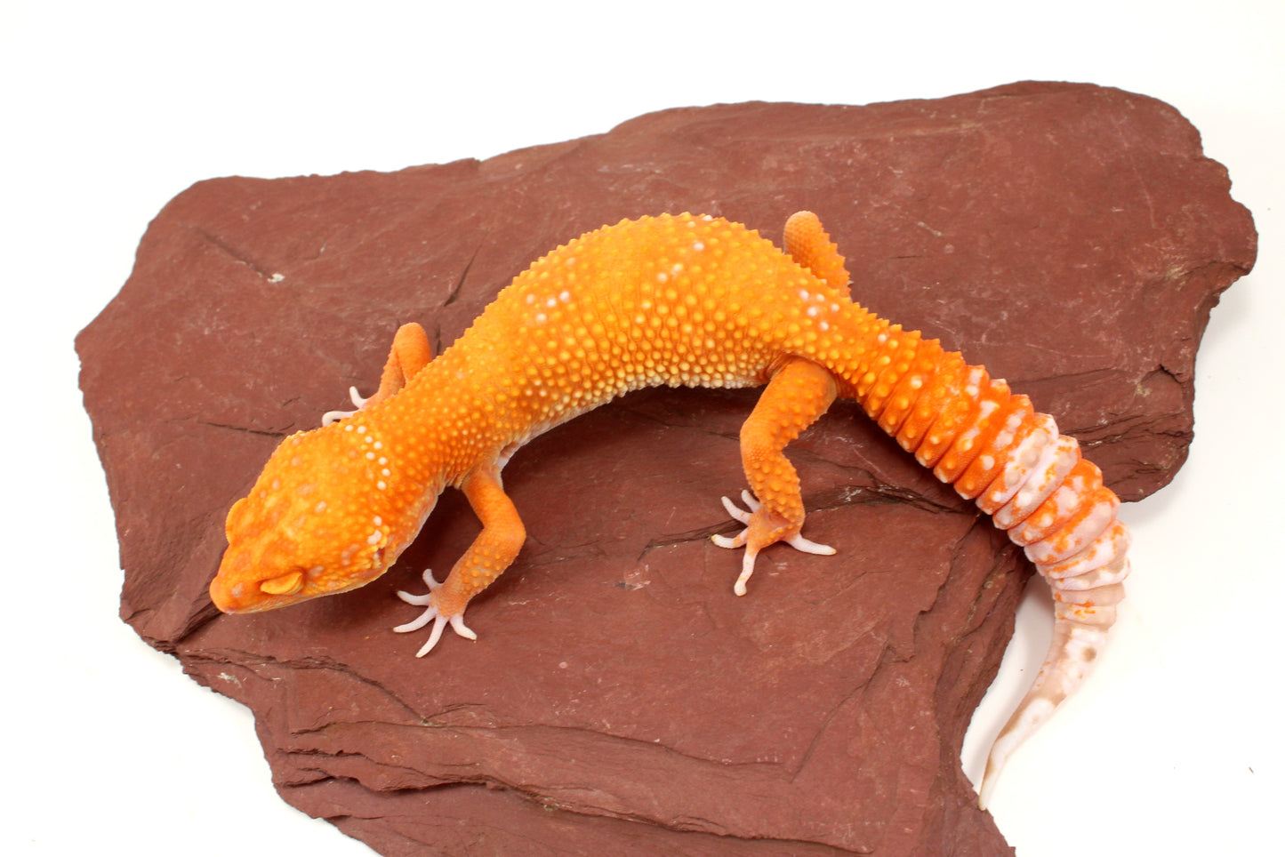 Blood Bell Sunglow Leopard Gecko