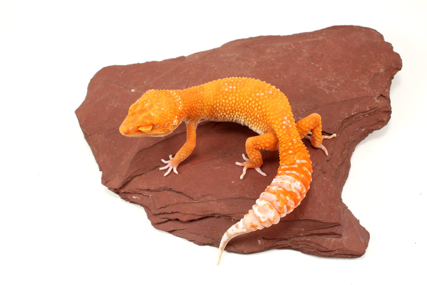 Blood Bell Sunglow Leopard Gecko