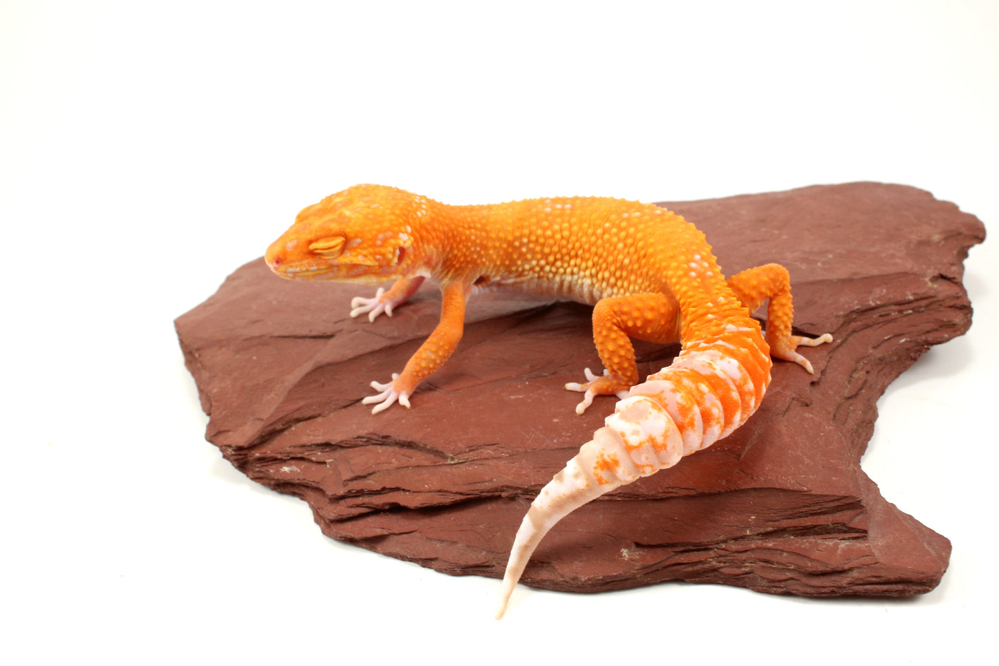 Blood Bell Sunglow Leopard Gecko