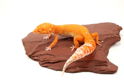 Blood Bell Sunglow Leopard Gecko