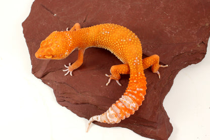 Blood Bell Sunglow Leopard Gecko