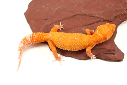 Blood Bell Sunglow Leopard Gecko