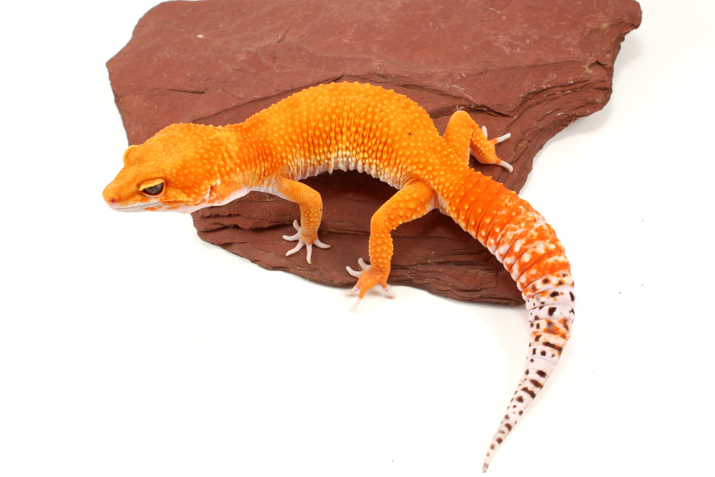 Mandarin Tangerine Leopard Gecko