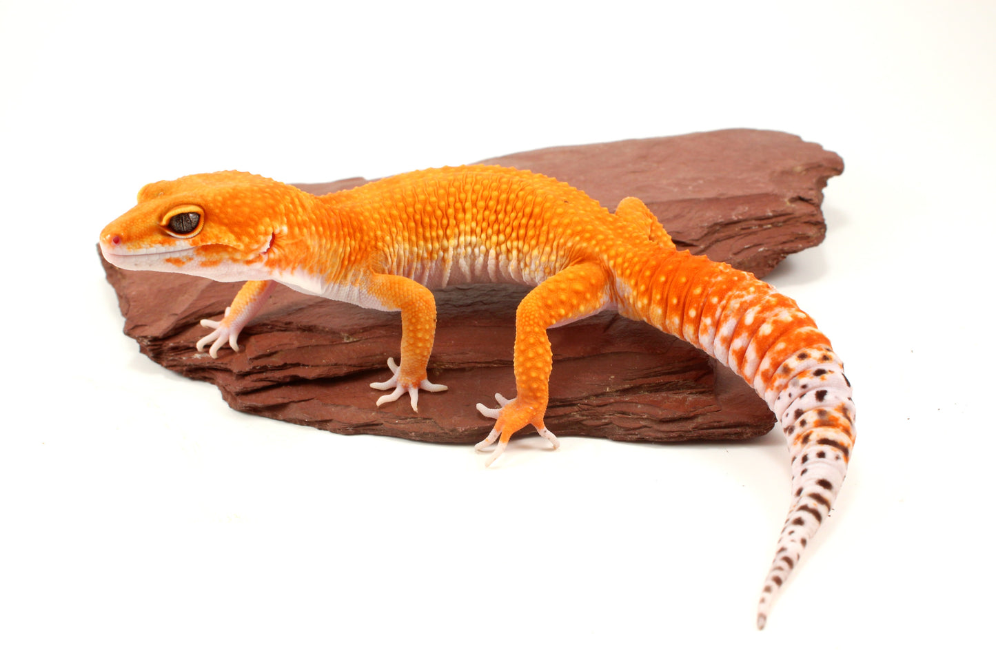 Mandarin Tangerine Leopard Gecko