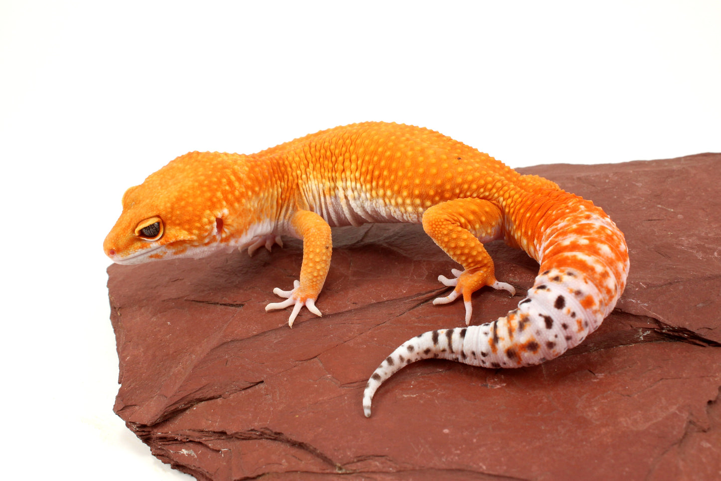 Mandarin Tangerine Leopard Gecko