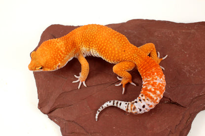 Mandarin Tangerine Leopard Gecko