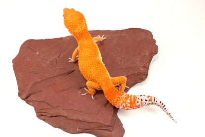 Mandarin Tangerine Leopard Gecko