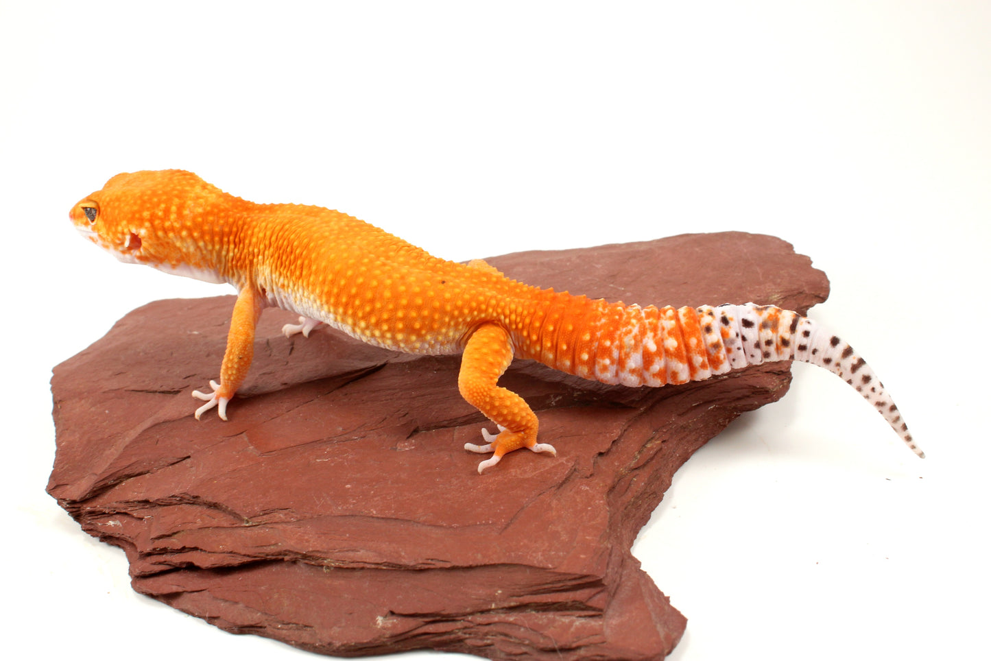 Mandarin Tangerine Leopard Gecko