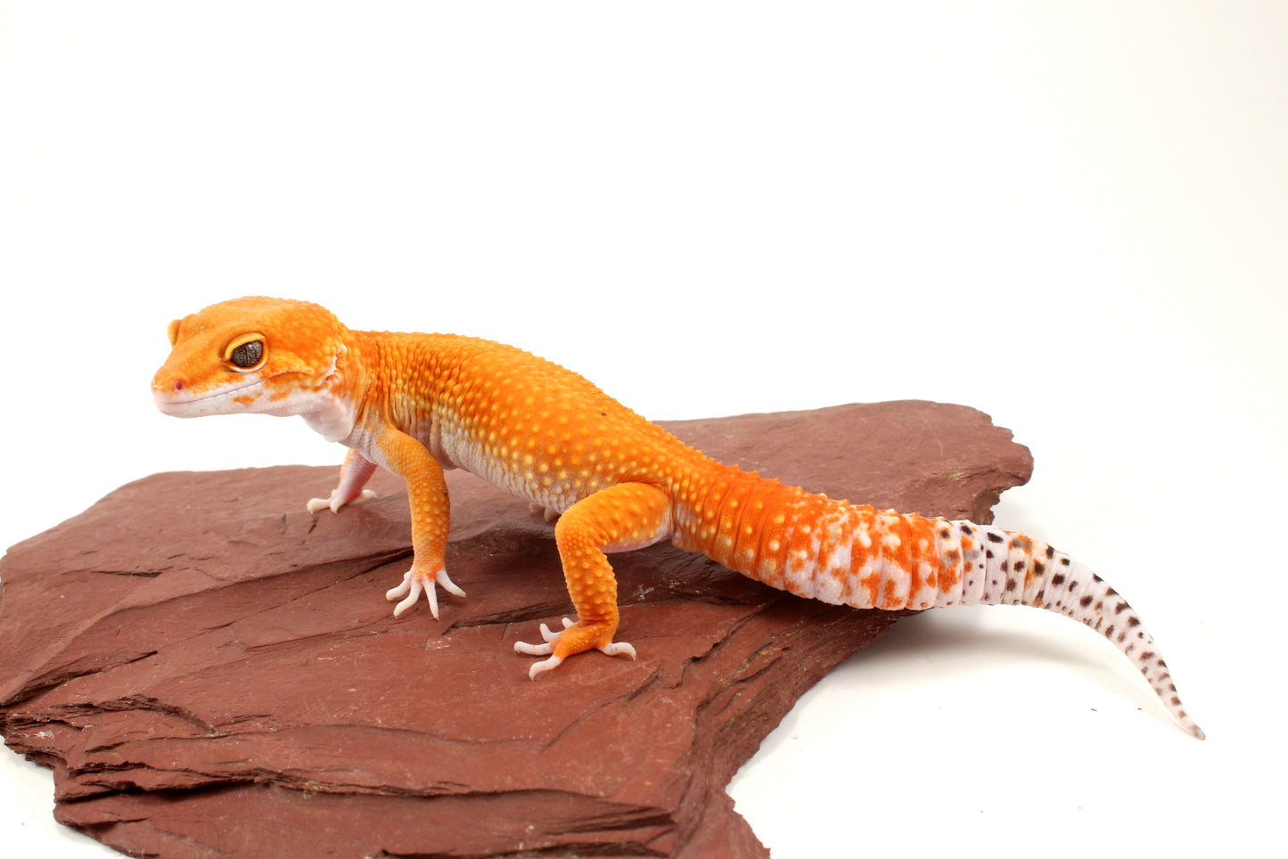 Mandarin Tangerine Leopard Gecko