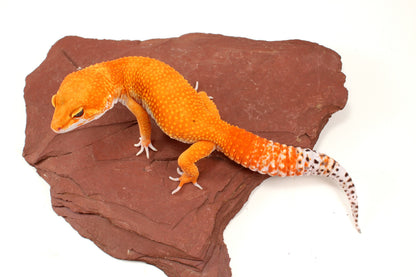 Mandarin Tangerine Leopard Gecko