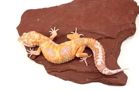 White and Yellow Tremper Jungle Leopard Gecko