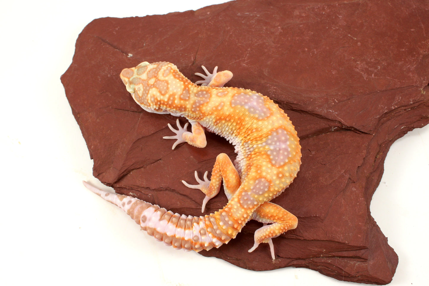 White and Yellow Tremper Jungle Leopard Gecko