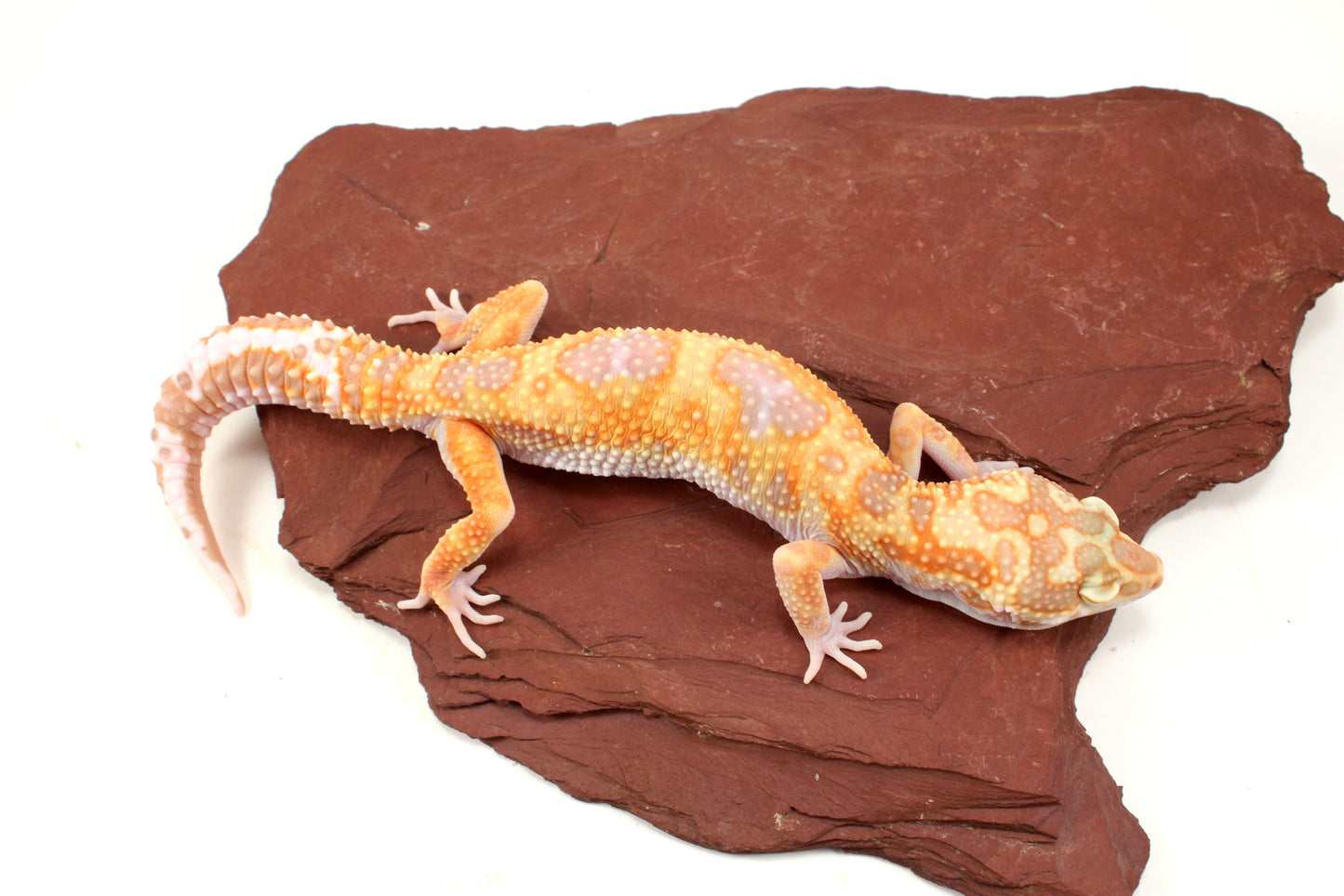 White and Yellow Tremper Jungle Leopard Gecko