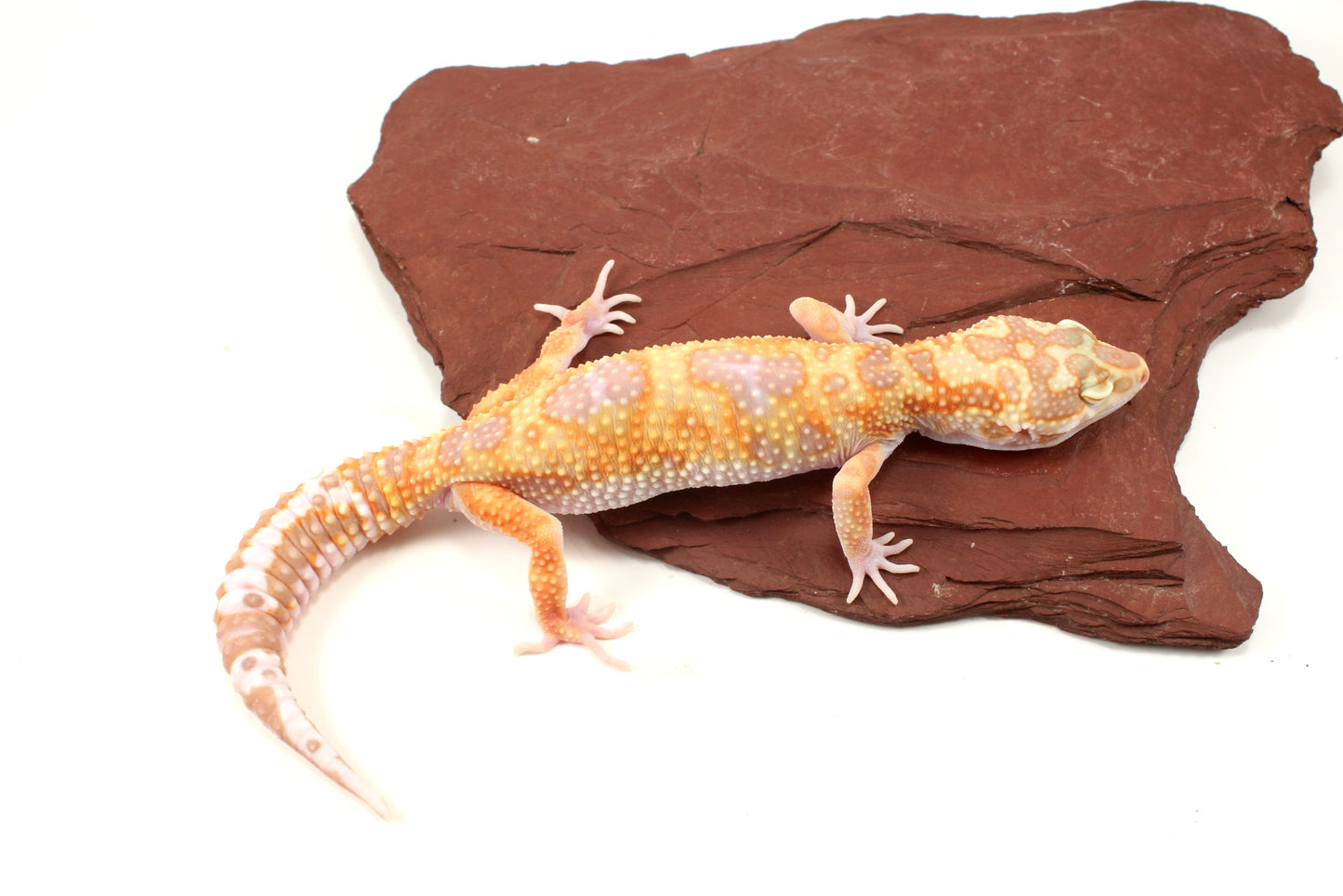 White and Yellow Tremper Jungle Leopard Gecko