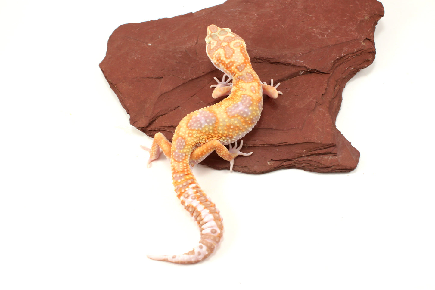 White and Yellow Tremper Jungle Leopard Gecko