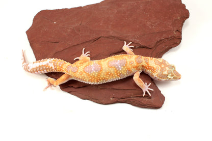 White and Yellow Tremper Jungle Leopard Gecko