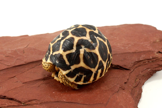 Indian Star Tortoise