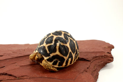 Indian Star Tortoise