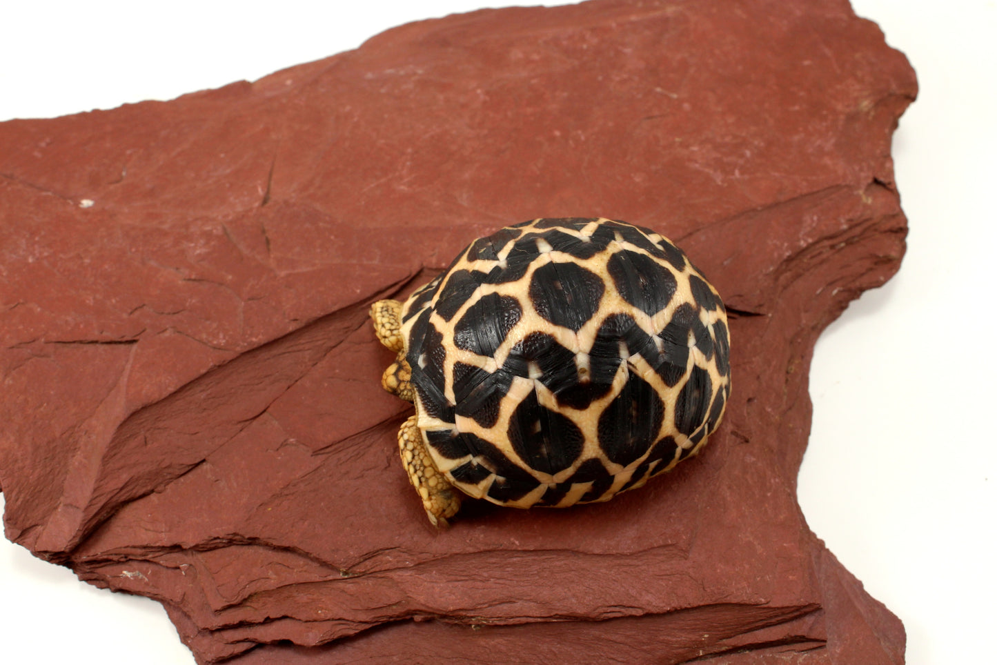 Indian Star Tortoise