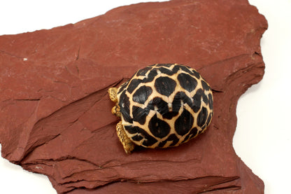 Indian Star Tortoise