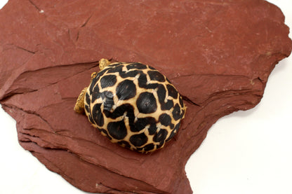 Indian Star Tortoise
