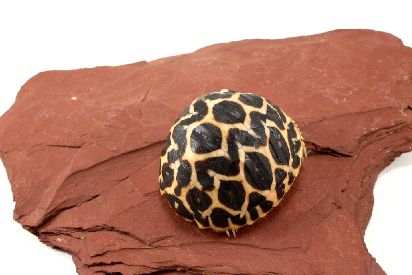 Indian Star Tortoise
