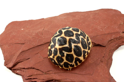 Indian Star Tortoise