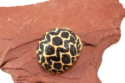 Indian Star Tortoise