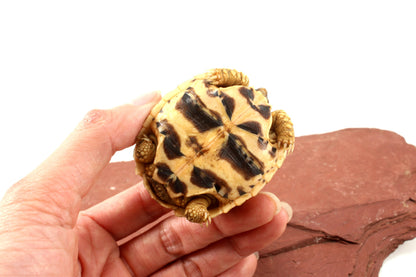 Indian Star Tortoise