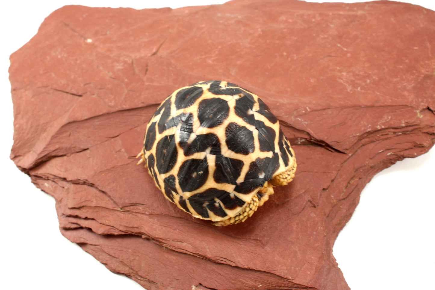 Indian Star Tortoise