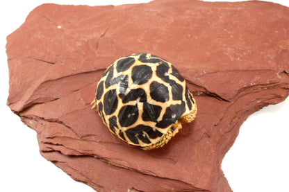 Indian Star Tortoise