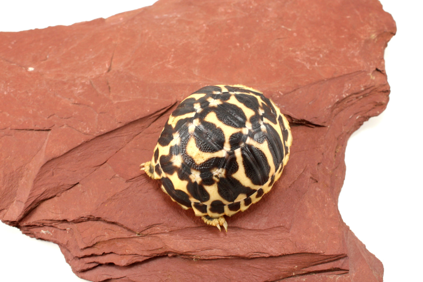 Indian Star Tortoise