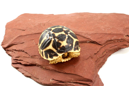 Indian Star Tortoise