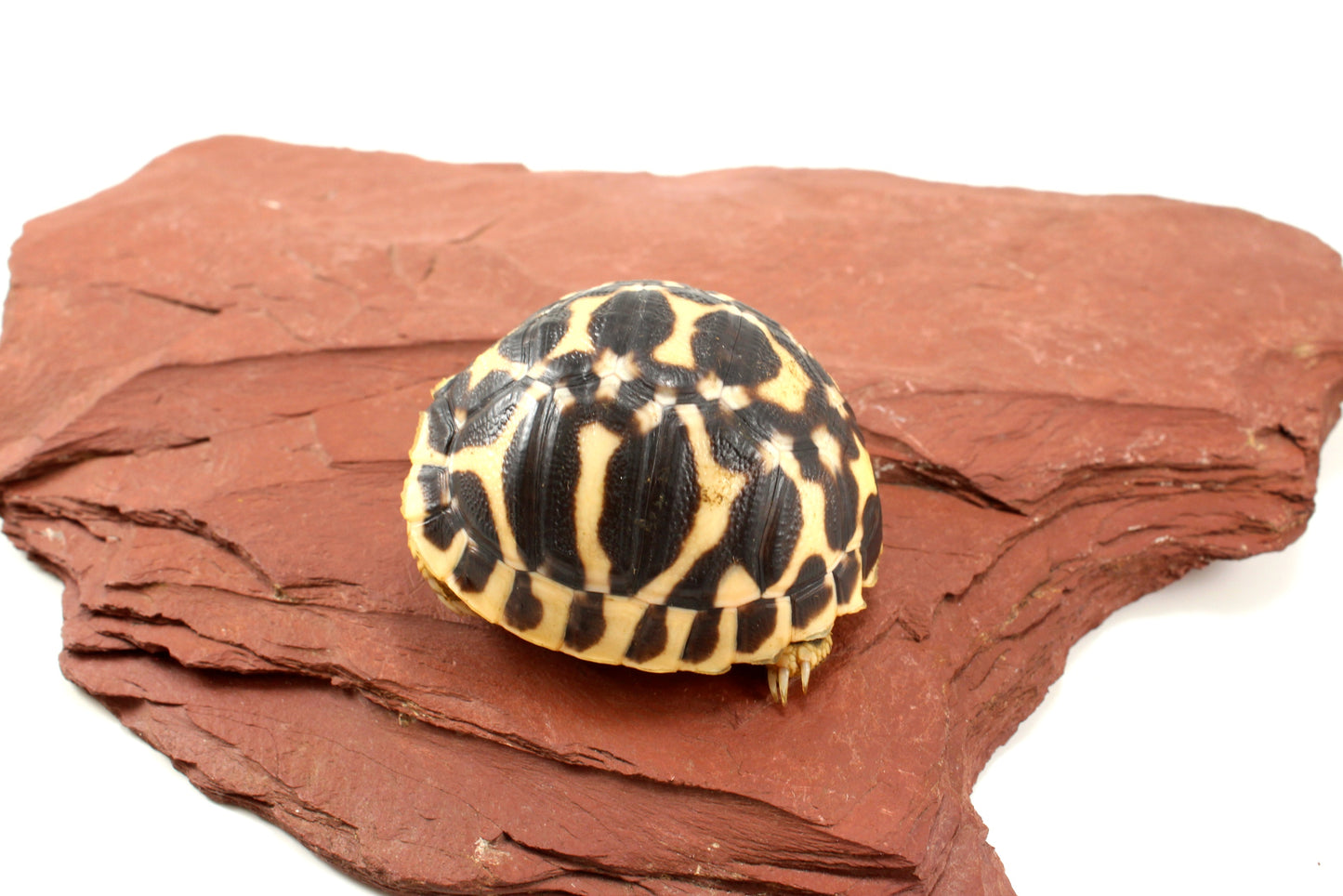 Indian Star Tortoise