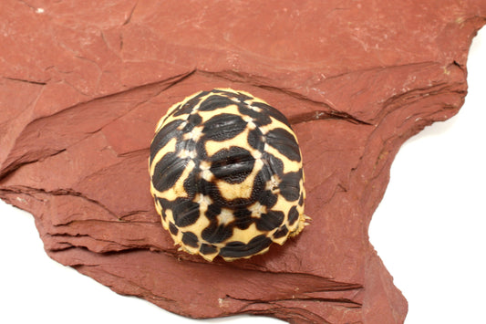 Indian Star Tortoise