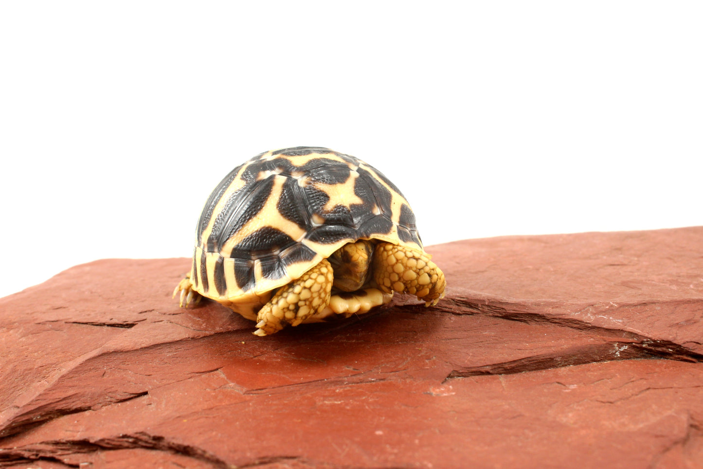 Indian Star Tortoise