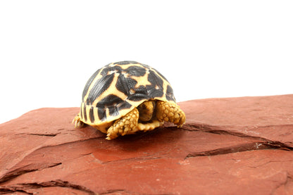 Indian Star Tortoise