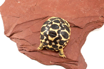 Indian Star Tortoise