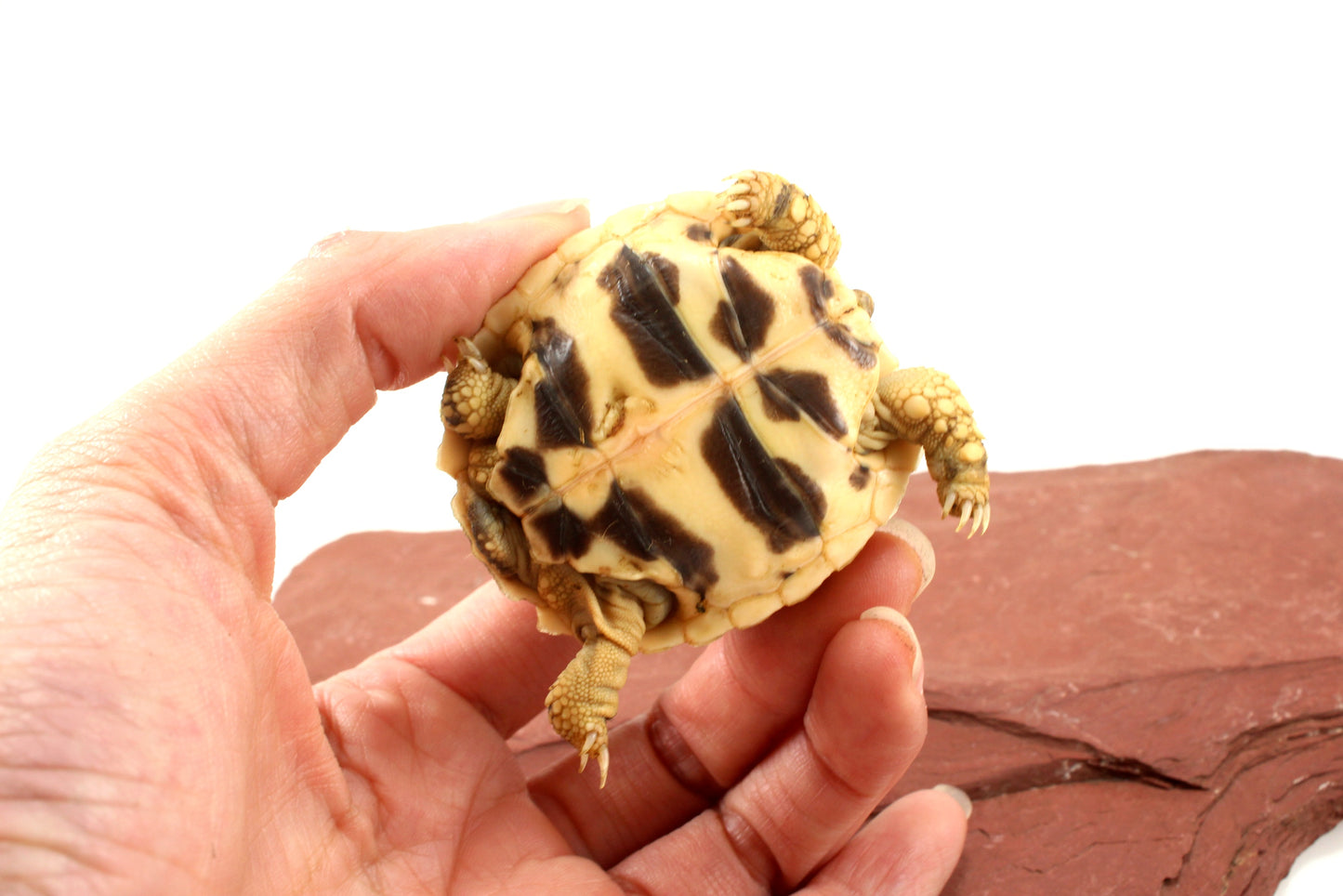 Indian Star Tortoise