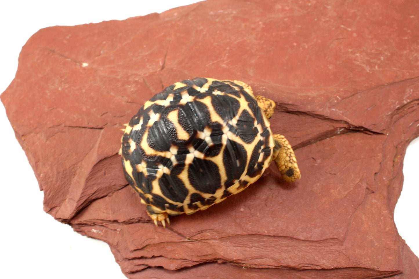 Indian Star Tortoise
