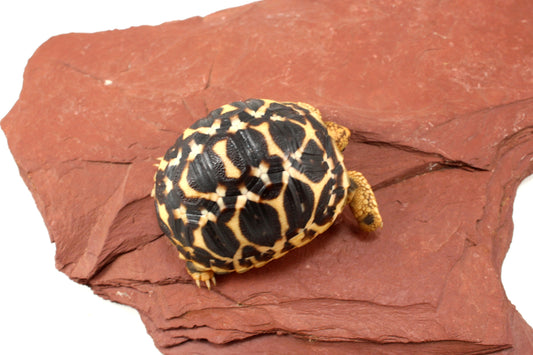 Indian Star Tortoise