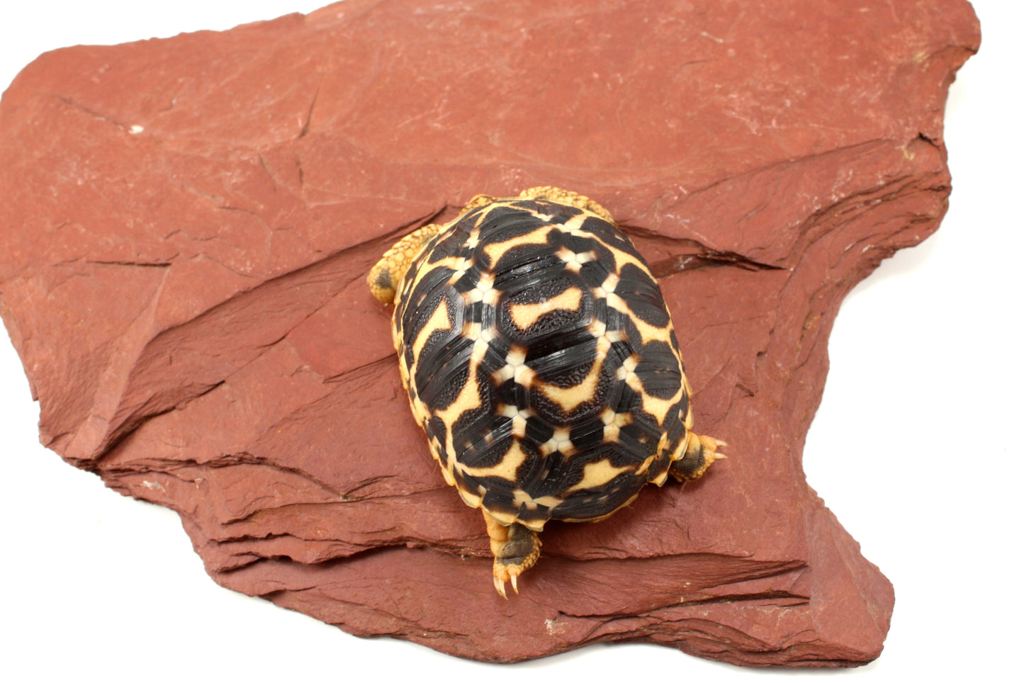 Indian Star Tortoise