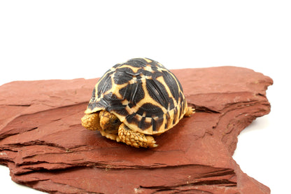 Indian Star Tortoise