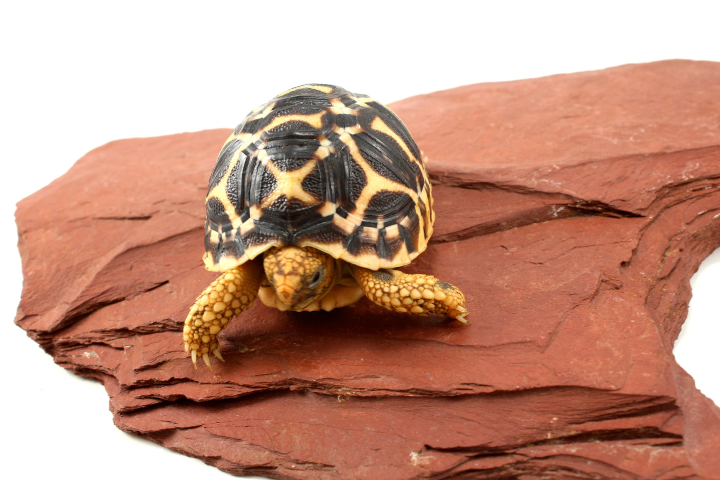 Indian Star Tortoise