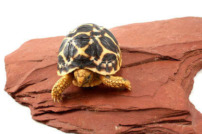 Indian Star Tortoise